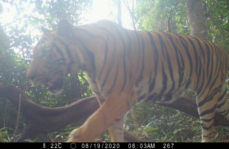 “ฮือฮา” ชุมพร พบเสือโคร่งหากินข้ามประเทศไทย-เมียนมาร์ พล.ต.อ.พัชรวาทฯ สั่งเร่งสำรวจเพื่อคุ้มครองและอนุรักษ์สายพันธุ์เสือโคร่งอินโดจีน