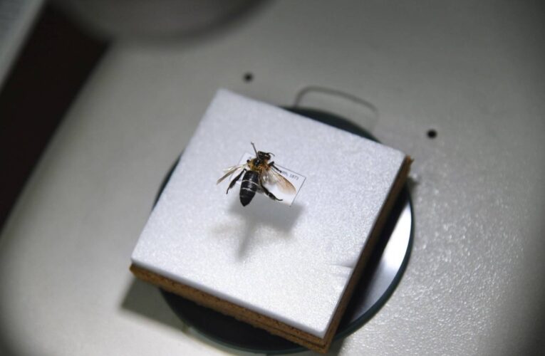 กรมอุทยานแห่งชาติฯ เผยค้นพบผึ้งหลวงหิมาลัยเป็นครั้งเเรกในประเทศไทย (New record) ชี้มีความสำคัญต่อภาพรวมของความหลากหลายทางชีวภาพ